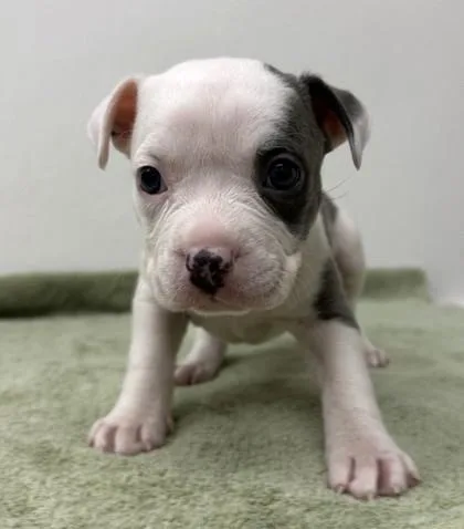 Galadriel thumbnail 2