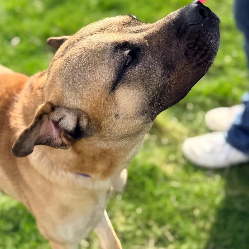 An adult medium-sized male Yellow / Tan / Blond / Fawn Black Mouth Cur dog named George for adoption in Champaign, IL