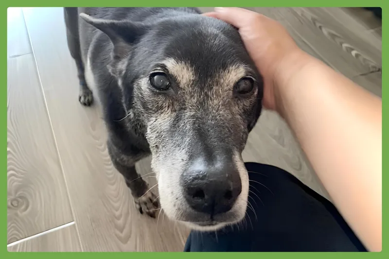 A senior medium-sized female Black German Shepherd Dog dog named Ellie for adoption in Amherst, MA