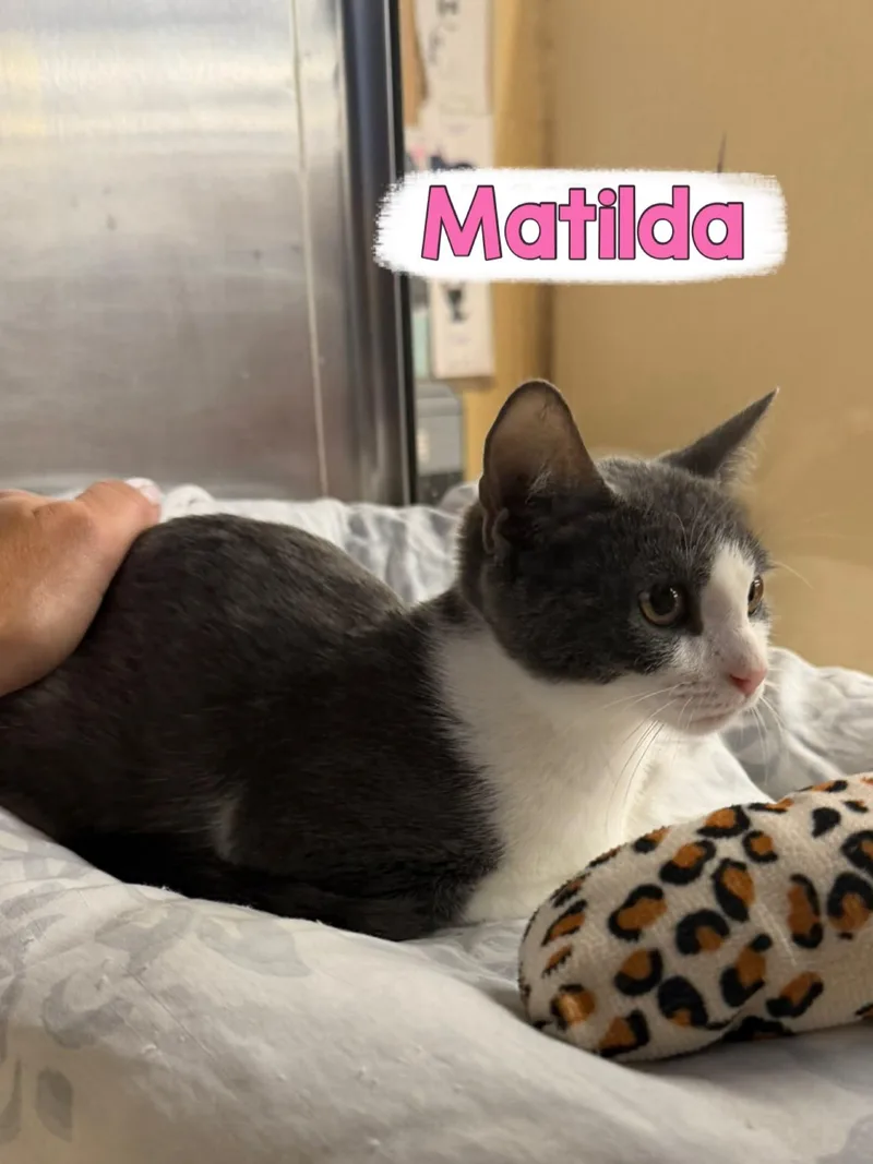 A baby medium-sized female Gray & White Domestic Short Hair cat named Matilda for adoption in Spring Lake, NJ