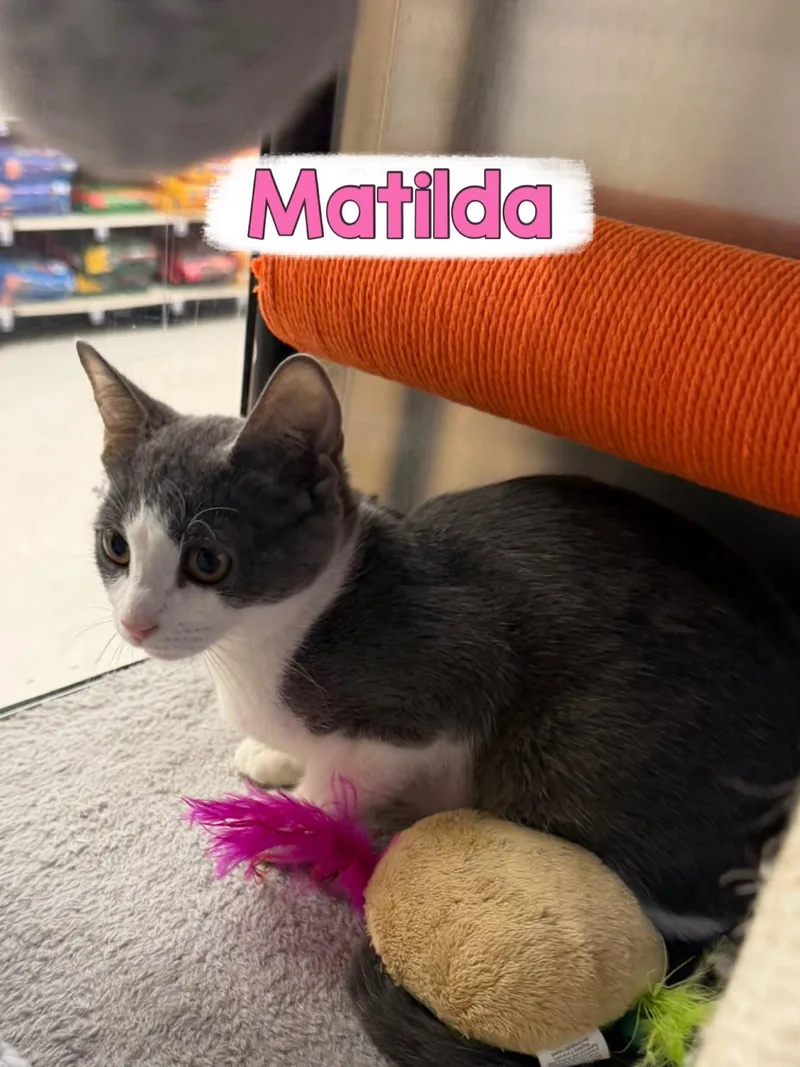 Matilda thumbnail 2