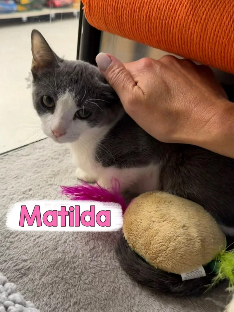 Matilda thumbnail 3