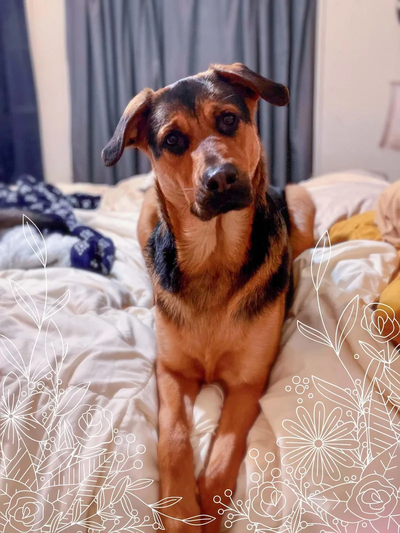 An adult large-sized male German Shepherd Dog dog named Hickory for adoption in West Richland, WA