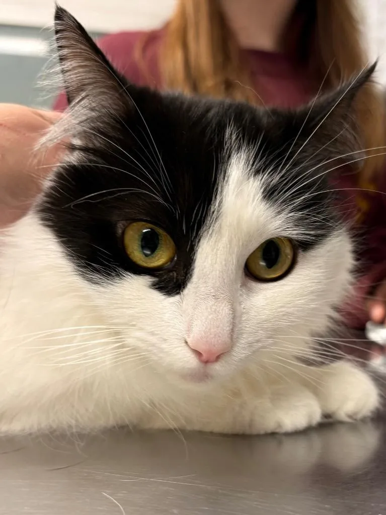 A young medium-sized female Domestic Long Hair cat named Brenda from Human Resources for adoption in Fall River, MA