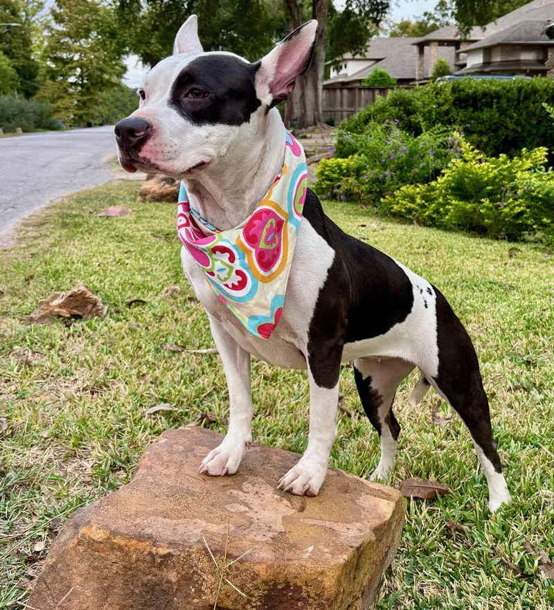 Darling Daisy  So thumbnail 5