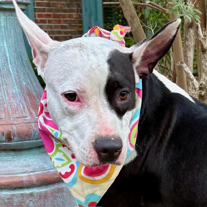 Darling Daisy  So thumbnail 6