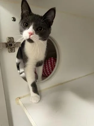 A baby medium-sized male Domestic Short Hair cat named Louie for adoption in Traverse City, MI