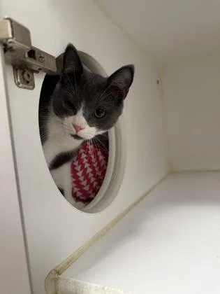 Louie thumbnail 3