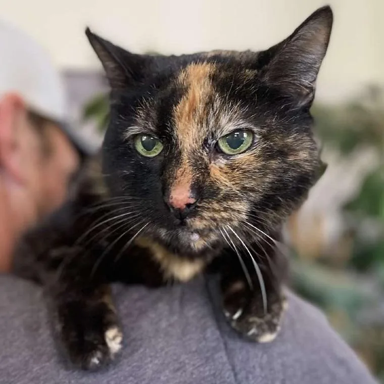 A senior large-sized female Tortoiseshell American Shorthair cat named Chloe for adoption in Ramona, CA