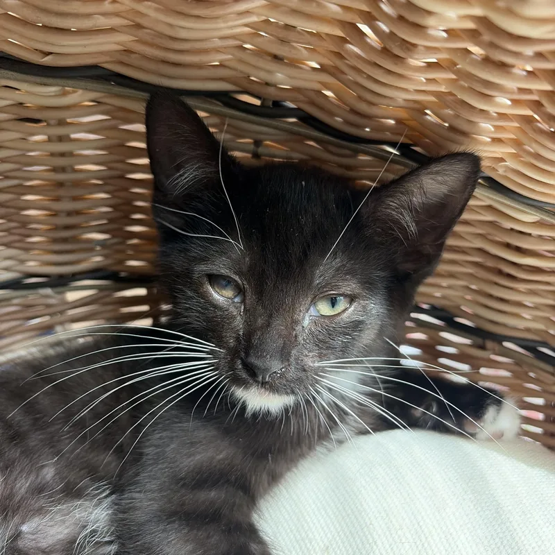 A baby medium-sized male Black & White / Tuxedo Tuxedo cat named Pigeon for adoption in Columbus, OH