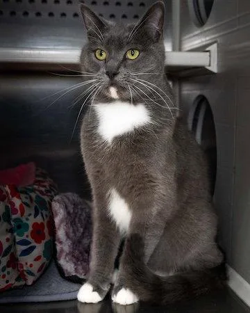 A young medium-sized male Domestic Short Hair cat named Spooky for adoption in Wilmington, NC
