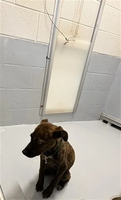 A young small-sized male Pit Bull Terrier dog named Shotzi for adoption in Augusta, GA