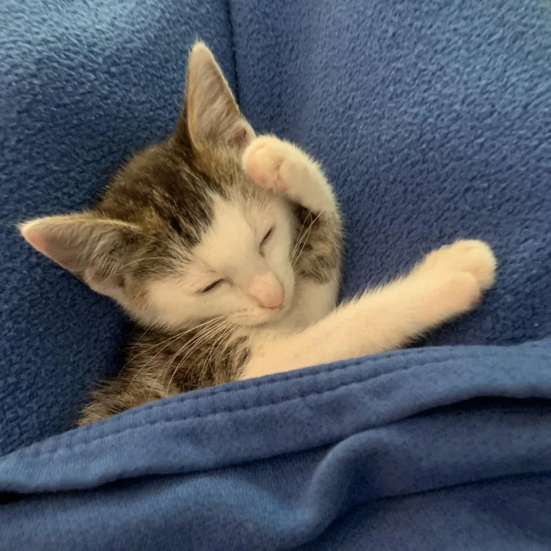 A baby small-sized male Brown / Chocolate Domestic Short Hair cat named Moon Pie for adoption in Chattanooga, TN