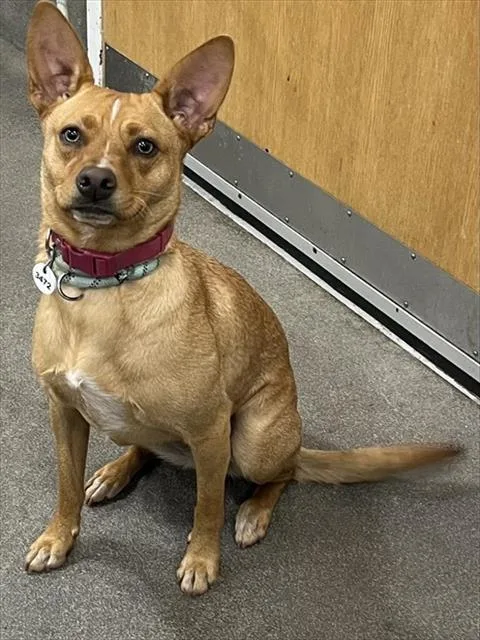 A young medium-sized female Chihuahua dog named Merci for adoption in Upper Marlboro, MD