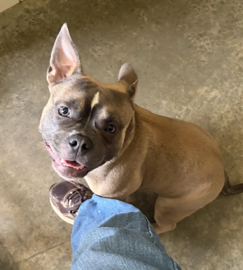 A young medium-sized female Gray / Blue / Silver French Bulldog dog named Harper for adoption in Seneca, PA