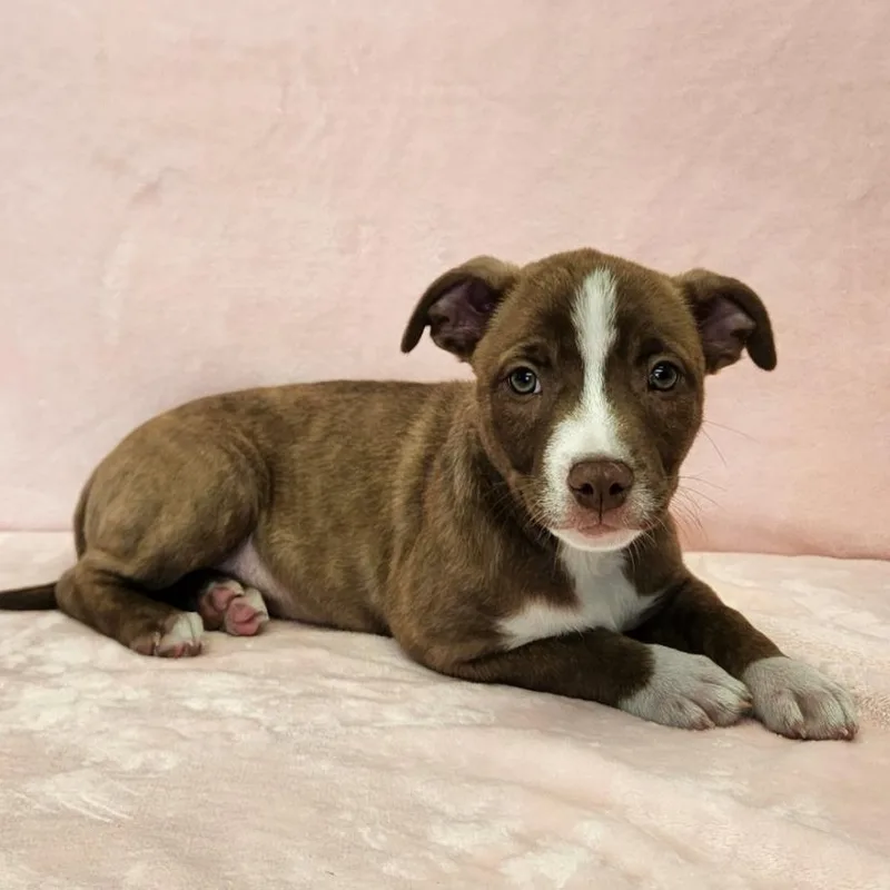 A baby large-sized male Pit Bull Terrier dog named Bacon for adoption in Benld, IL
