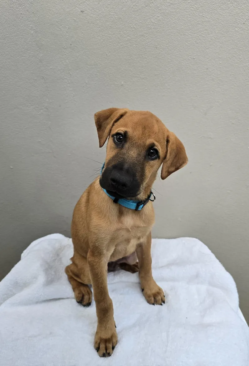 A baby medium-sized male Shepherd dog named Robin for adoption in Albion, NY