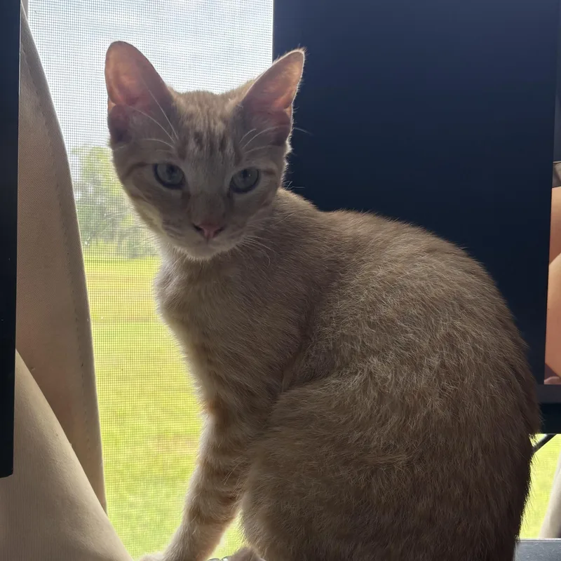 A young medium-sized male Orange / Red Domestic Short Hair cat named Bryson for adoption in Houston, TX