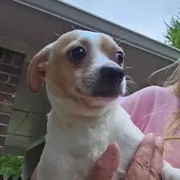 An adult small-sized male Chihuahua dog named Tank for adoption in Winder, GA