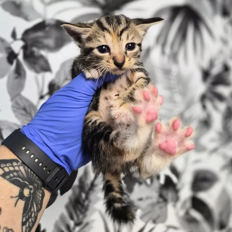 A baby small-sized female Torbie Domestic Short Hair cat named Giblet for adoption in Wahiawa, HI