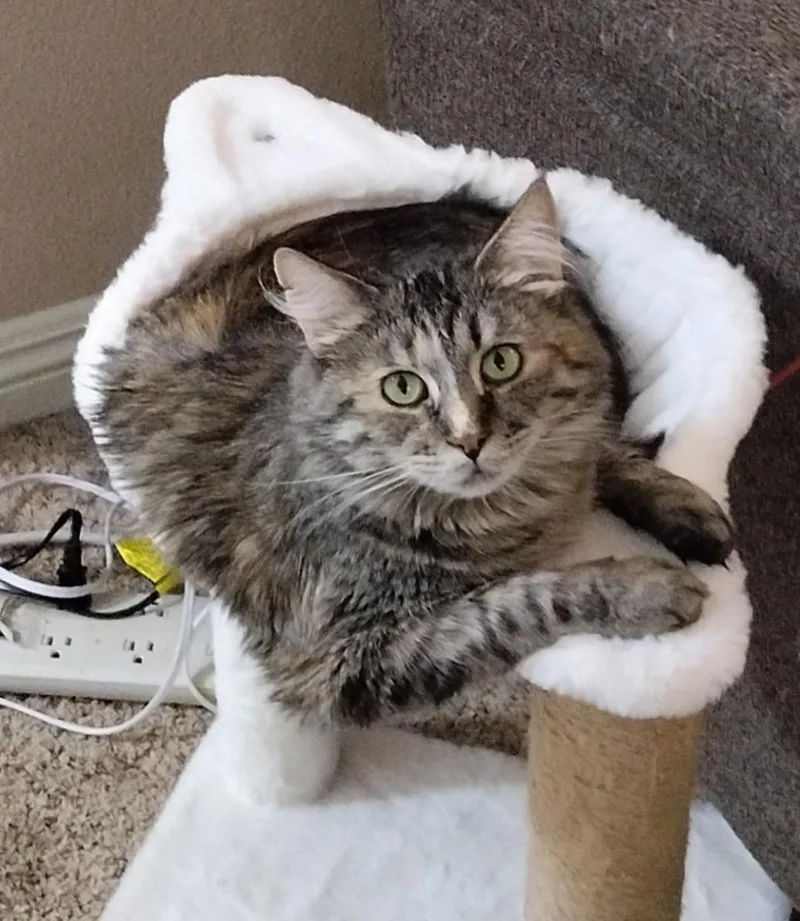 An adult medium-sized female Torbie Ragdoll cat named Sasha for adoption in Los Angeles, CA