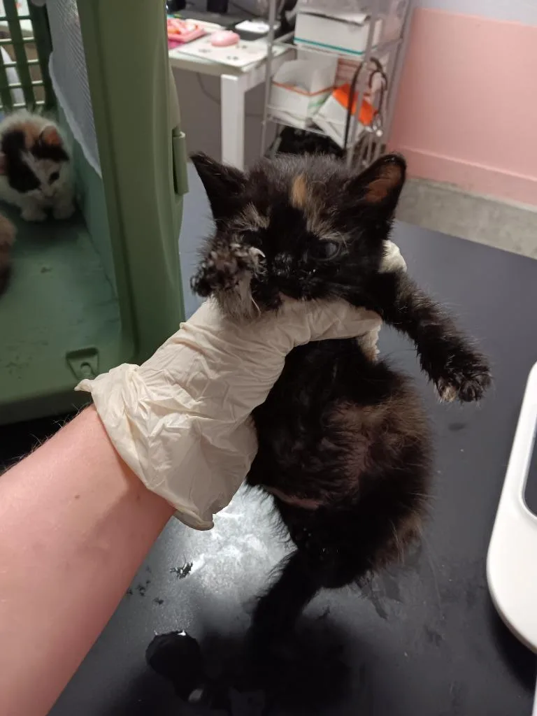 A baby medium-sized female Domestic Short Hair cat named Phaze for adoption in New Braunfels, TX