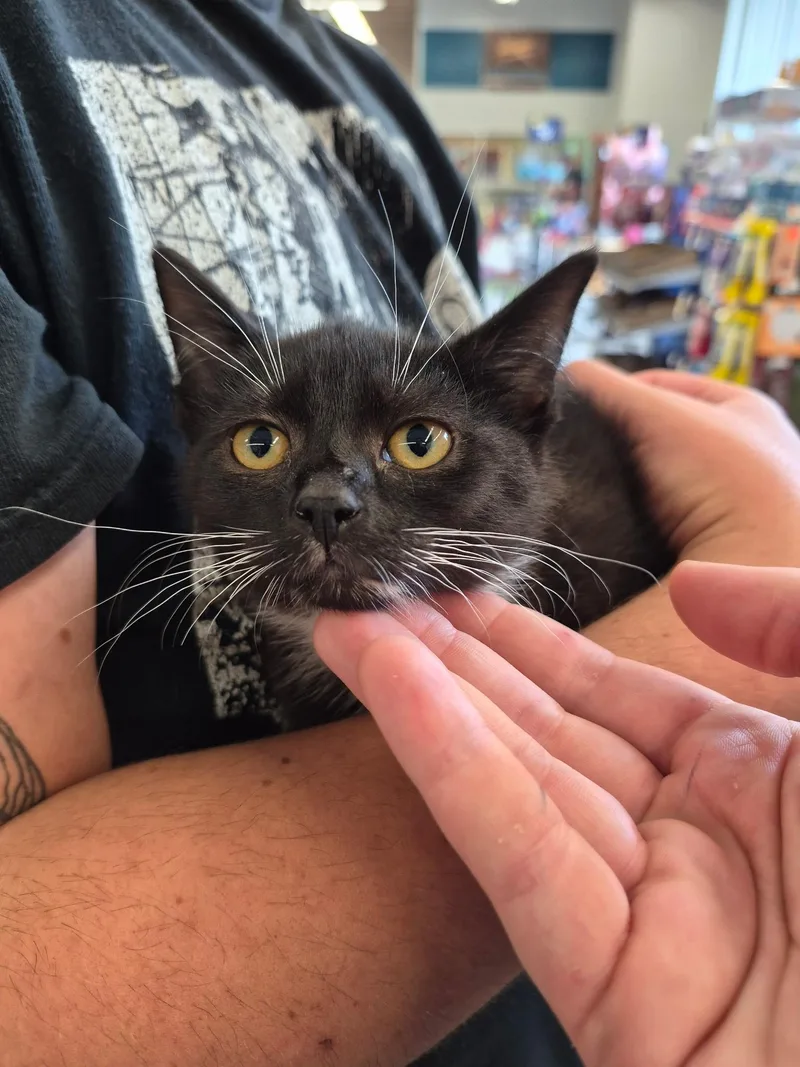 A baby medium-sized female Black & White / Tuxedo Domestic Short Hair cat named Marie for adoption in Great Mills, MD