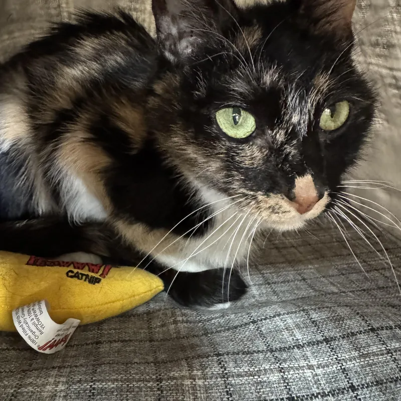 Luna
