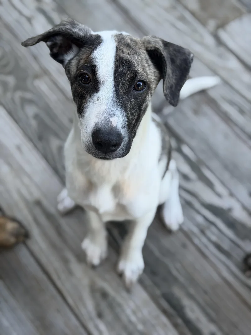 Pupperoni thumbnail 2