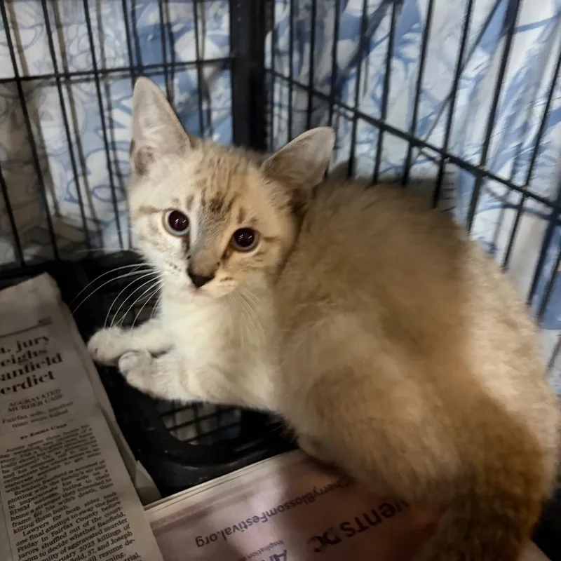 A baby small-sized male Gray / Blue / Silver Siamese cat named Pesto for adoption in Waldorf, MD