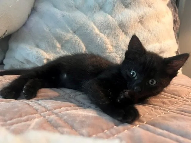 A baby small-sized male Domestic Short Hair cat named Jet for adoption in Omaha, NE