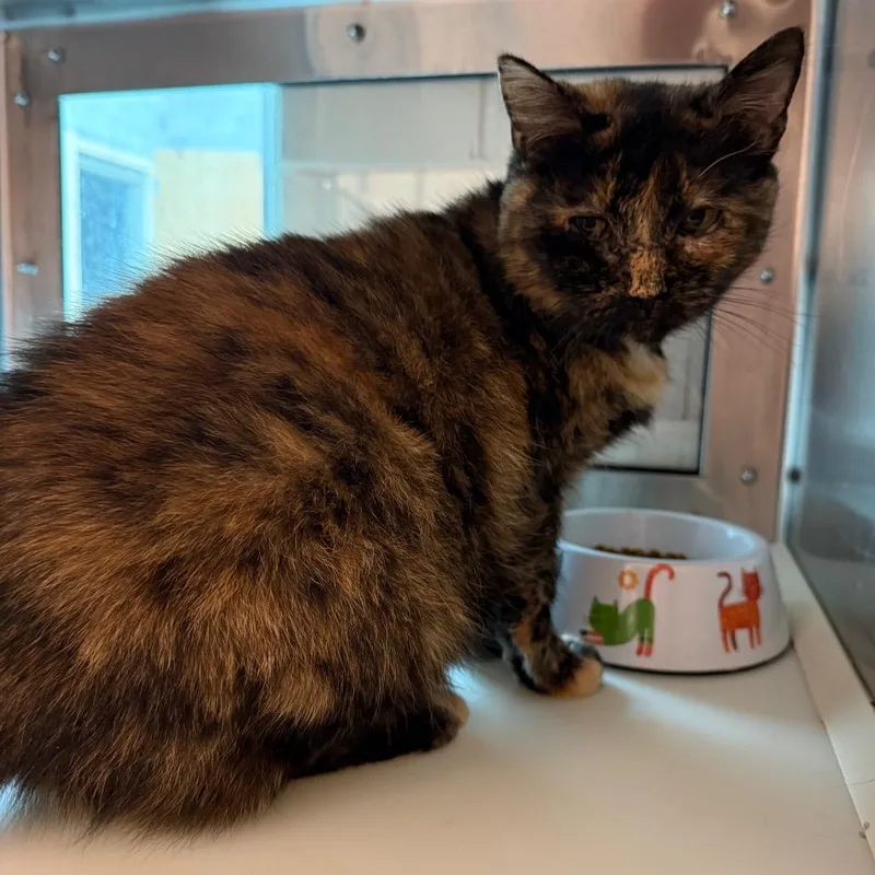 An adult medium-sized female Black Domestic Short Hair cat named Sniffles for adoption in Fairport, NY