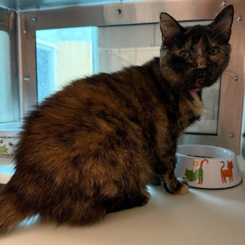 Sniffles thumbnail 2