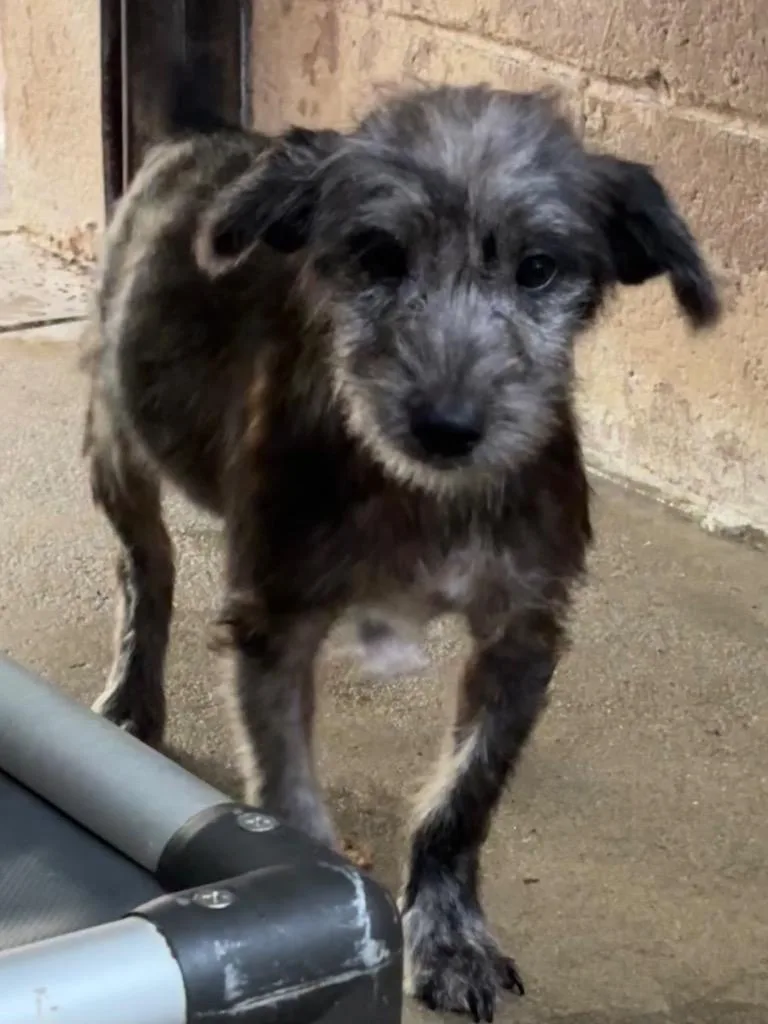 A baby medium-sized male Terrier dog named Dale for adoption in Swainsboro, GA