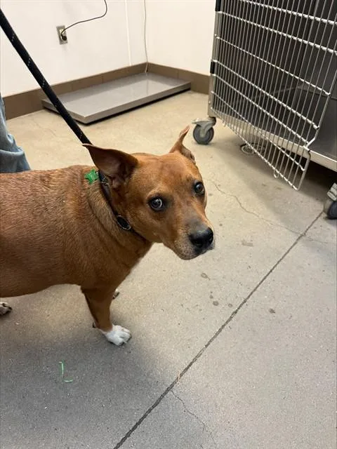 An adult large-sized female Pit Bull Terrier dog named Millie Davis for adoption in Tucson, AZ