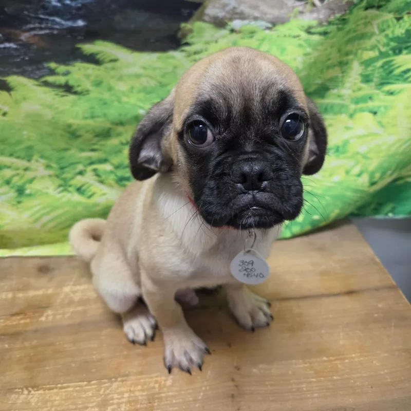 A baby small-sized male Black Pug dog named Preston for adoption in Normal, IL