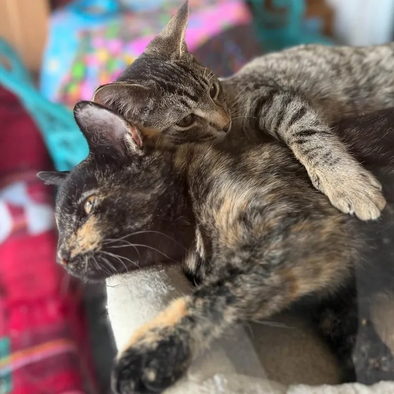 A baby medium-sized female Tortoiseshell cat named Ruby for adoption in East Amherst, NY