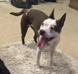 An adult medium-sized female Mixed Breed dog named Demy for adoption in Fairfax, VA