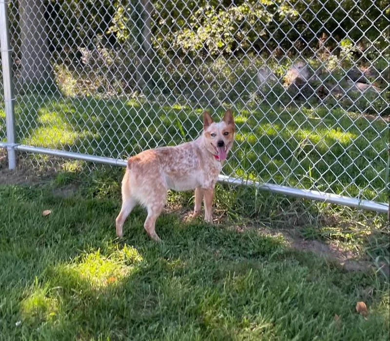 ACD X Corgi Charlie