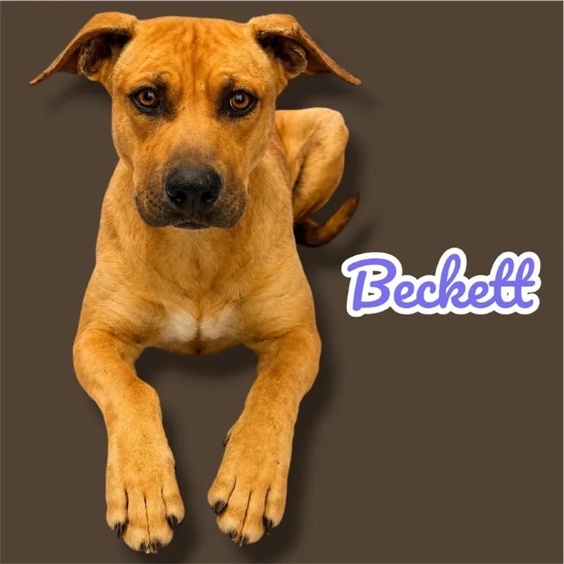 An adult medium-sized male Brown / Chocolate Black Mouth Cur dog named Beckett for adoption in Scottsdale, AZ