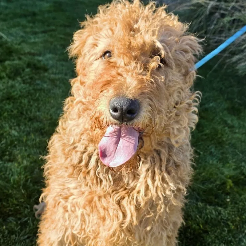 An adult large-sized male Airedale Terrier dog named Nash for adoption in Great Falls, MT