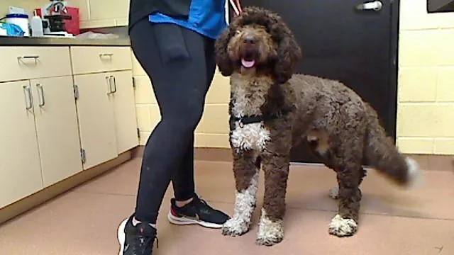 A young large-sized male Australian Shepherd dog named Zeus for adoption in Cookeville, TN