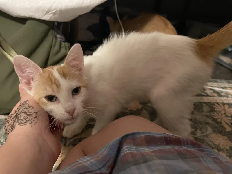 A baby medium-sized female Orange & White Domestic Short Hair cat named Coral for adoption in Jacksonville, FL