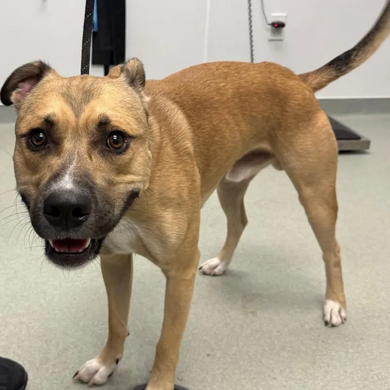 A young medium-sized male Yellow / Tan / Blond / Fawn Pit Bull Terrier dog named Buster for adoption in Abilene, TX
