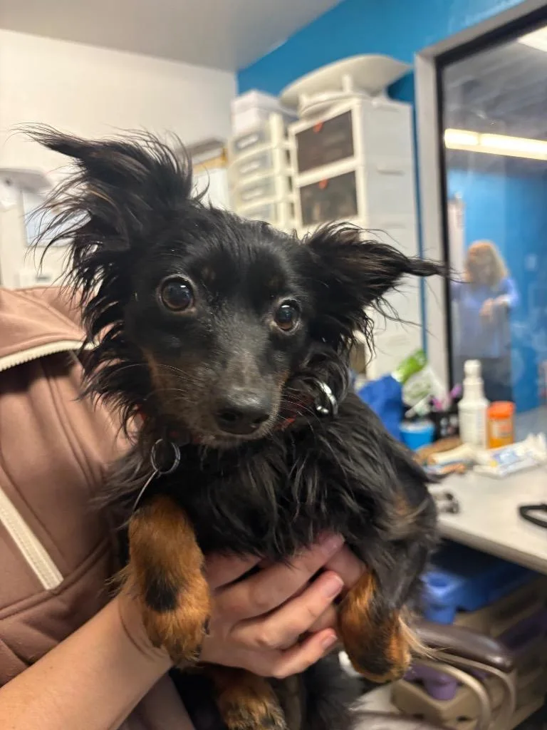 A young small-sized male Pomeranian dog named Tabasco for adoption in Reno, NV