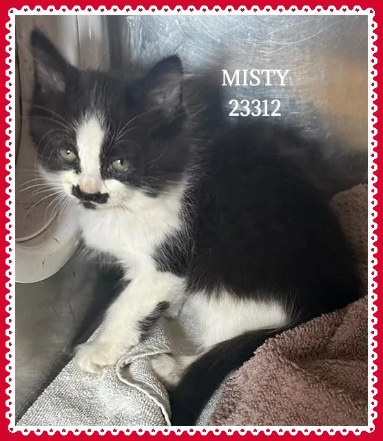 A baby small-sized female Black & White / Tuxedo Domestic Short Hair cat named Misty for adoption in Marietta, GA