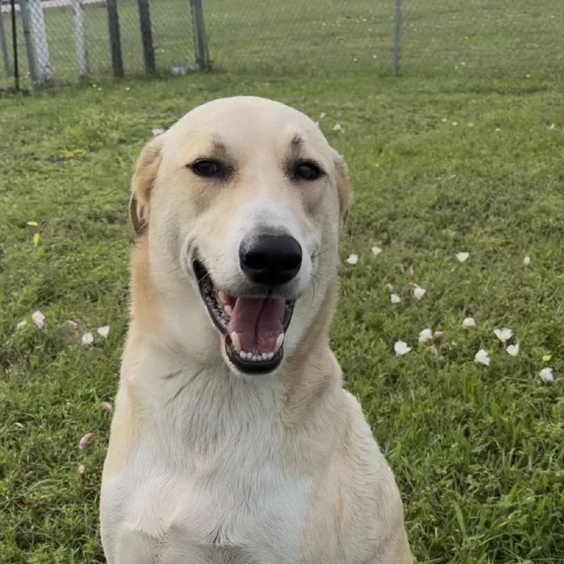 An adult medium-sized female Golden Yellow Labrador Retriever dog named Henry for adoption in Cedarburg, WI