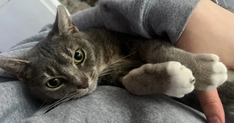 Lex Lancaster thumbnail 2