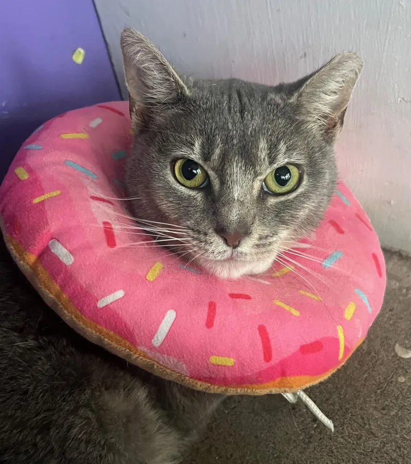 Lex Lancaster thumbnail 4