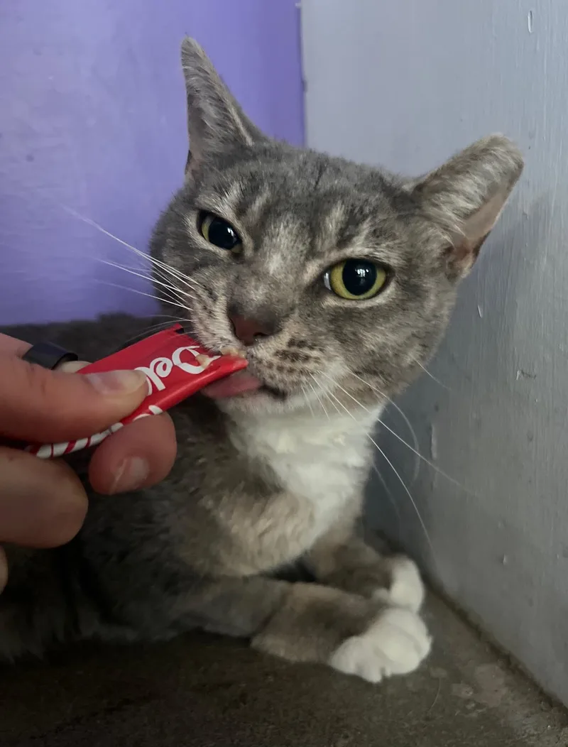 A baby medium-sized female Tabby (Gray / Blue / Silver) Domestic Short Hair cat named Lex Lancaster for adoption in Philadelphia, PA